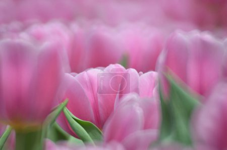 Foto de La temporada de primavera, tulipán con fondo bokeh gris. - Imagen libre de derechos