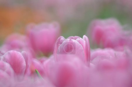 Photo for The spring season, tulip with gray bokeh background. - Royalty Free Image