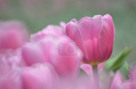 Téléchargez les photos : La saison printanière, tulipe avec fond bokeh gris. - en image libre de droit