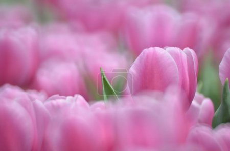 Photo for The spring season, tulip with gray bokeh background. - Royalty Free Image