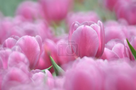 Téléchargez les photos : La saison printanière, tulipe avec fond bokeh gris. - en image libre de droit