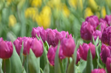 Foto de Tulipanes en primavera, El concepto de la naturaleza - Imagen libre de derechos