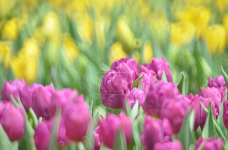 Téléchargez les photos : Tulipes au printemps, Le concept de la nature - en image libre de droit