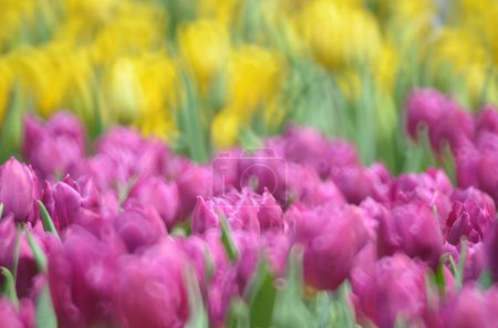 Photo for Tulips in spring, The Concept of Nature - Royalty Free Image