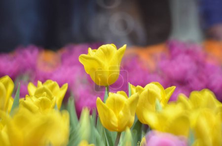 Photo for Tulips in spring, The Concept of Nature - Royalty Free Image