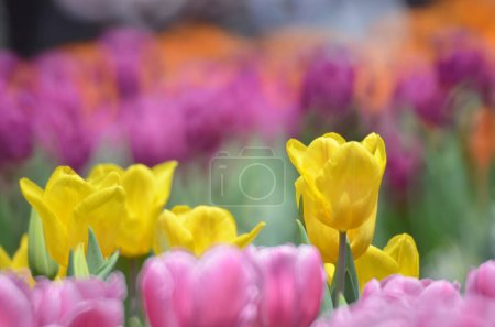Téléchargez les photos : Tulipes au printemps, Le concept de la nature - en image libre de droit
