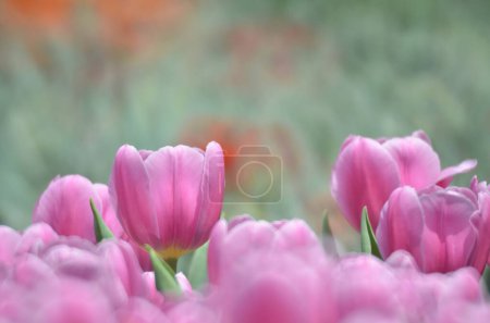 Foto de Tulipán rosa con bokeh, El concepto de la naturaleza - Imagen libre de derechos