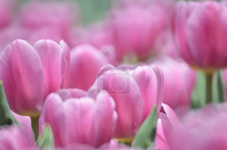 Foto de Tulipán rosa con bokeh, El concepto de la naturaleza - Imagen libre de derechos