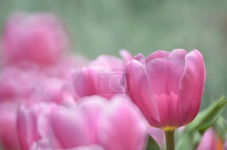 Photo for Pink tulip with bokeh, The Concept of Nature - Royalty Free Image