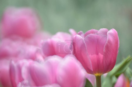 Téléchargez les photos : Tulipe rose avec bokeh, Le concept de la nature - en image libre de droit