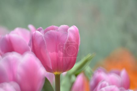 Téléchargez les photos : Tulipe rose avec bokeh, Le concept de la nature - en image libre de droit