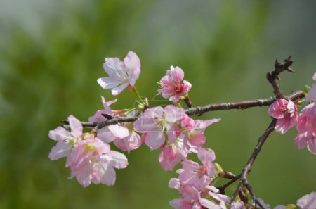 Foto de Flores de cerezo la temporada de primavera, El concepto de la naturaleza - Imagen libre de derechos