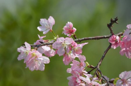 Téléchargez les photos : Les cerisiers fleurissent au printemps, Le concept de la nature - en image libre de droit