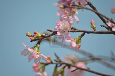 Photo for Cherry blossoms the spring season, The Concept of Nature - Royalty Free Image