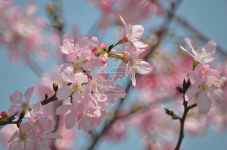 Téléchargez les photos : Fleurs de sakura, la saison du printemps, Le concept de la nature - en image libre de droit