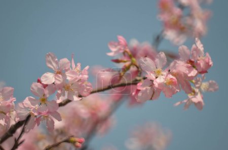 Téléchargez les photos : Fleurs de sakura, la saison du printemps, Le concept de la nature - en image libre de droit