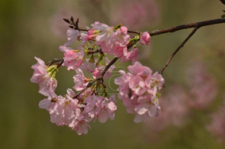 Téléchargez les photos : Les cerisiers fleurissent au printemps, Le concept de la nature - en image libre de droit