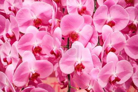 Téléchargez les photos : Une belle orchidée pourpre fleurs sur une branche - en image libre de droit