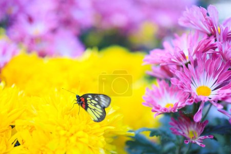 Photo for The cluster of orange chrysanthemum flowers at spring - Royalty Free Image
