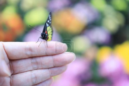 Photo for A butterfly lands on a man hand in Nature. - Royalty Free Image