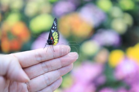 Téléchargez les photos : Un papillon atterrit sur une main d'homme dans la nature. - en image libre de droit