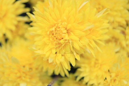 Photo for The cluster of orange chrysanthemum flowers at spring - Royalty Free Image