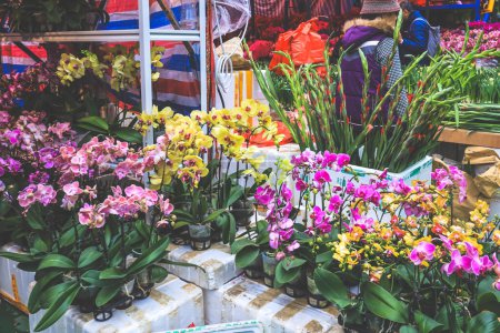 Photo for Feb 9 2024 the Hong kong Chinese New Year Flower Markets, - Royalty Free Image