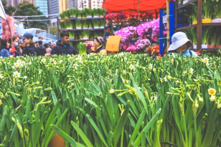Foto de Feb 9 2024 los mercados de flores de año nuevo chino de Hong kong, - Imagen libre de derechos