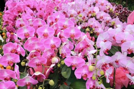 Téléchargez les photos : Une belle orchidée pourpre fleurs sur une branche - en image libre de droit