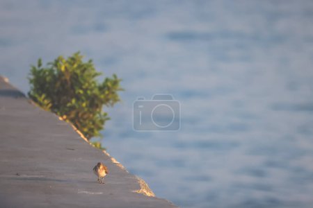 Close up of Little Stint birds perching on pier