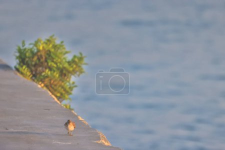 Close up of Little Stint birds perching on pier