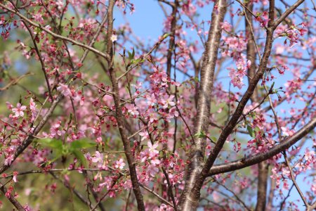 Téléchargez les photos : Fleurs de cerisier rose, fond de fleur de sakura rose. - en image libre de droit
