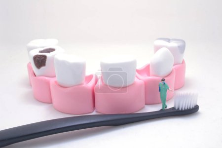 Foto de La higiene Oral, el modelo Artificial del diente, el cepillado de los dientes - Imagen libre de derechos
