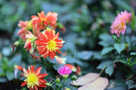 Téléchargez les photos : La grappe de fleurs de chrysanthème orange au printemps - en image libre de droit