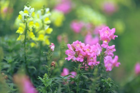 Téléchargez les photos : Beautiful Antirrhinum majus dragon flower is blooming in the garden - en image libre de droit