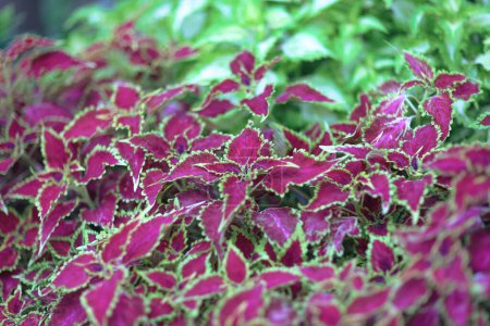 Photo for A closeup shot of Coleus scutellarioides, commonly known as coleus - Royalty Free Image