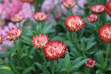 Photo for The Beautiful Deep Colored Strawflower Macro, hk - Royalty Free Image