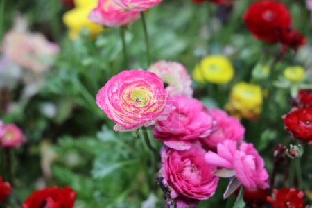 Téléchargez les photos : Une rose colorée et des bourgeons de rose au printemps - en image libre de droit