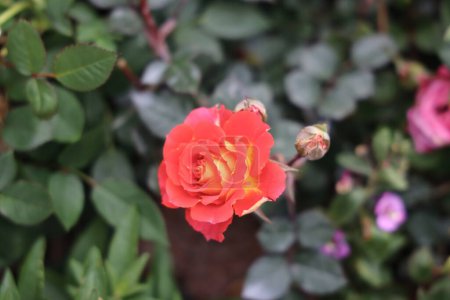 Téléchargez les photos : Une fleur de rose, jardin sur un fond flou - en image libre de droit