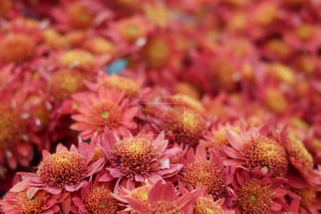Téléchargez les photos : Chrysanthèmes gros plan d'en haut dans le jardin - en image libre de droit