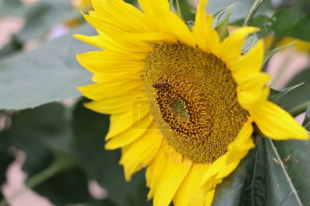 Téléchargez les photos : Champ de tournesol, pleine fleur vue de près u - en image libre de droit