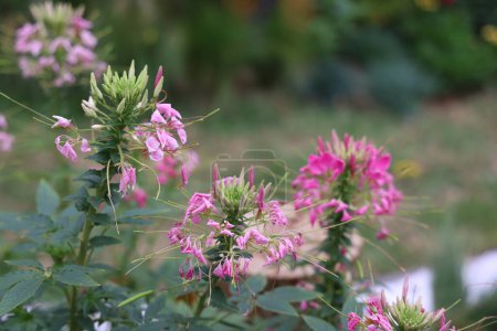 Téléchargez les photos : Le cleome rose spinosa ou les fleurs d'araignée - en image libre de droit