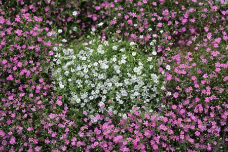 Téléchargez les photos : Le cliché de nombreuses fleurs dans un champ sain - en image libre de droit