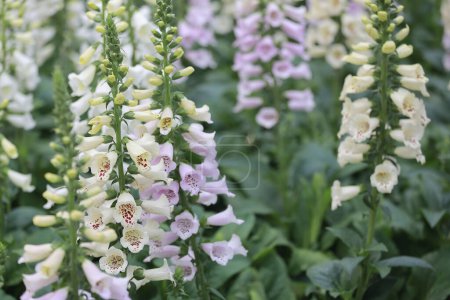 Photo for Bumblebee in common foxglove ) flower, at garden - Royalty Free Image