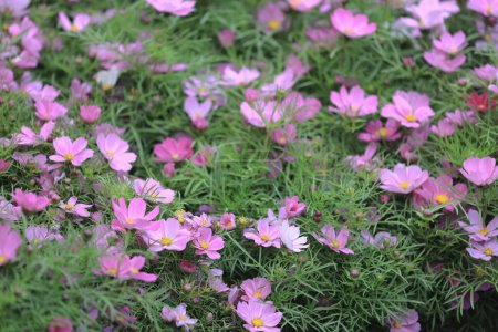 Photo for A summer flowering Cosmos flowers, Multicolored cosmos flowers - Royalty Free Image