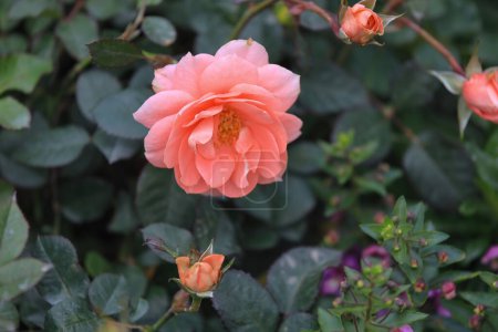 Foto de Un colorido de rosa y capullos de rosa en primavera - Imagen libre de derechos