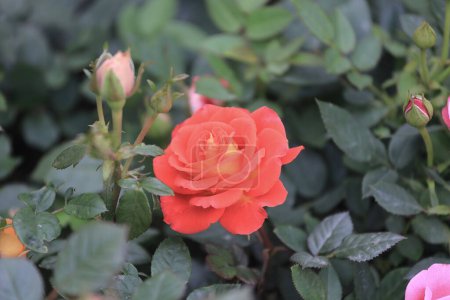 Foto de Un colorido de rosa y capullos de rosa en primavera - Imagen libre de derechos