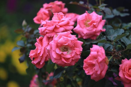Téléchargez les photos : Une fleur de rose, jardin sur un fond flou - en image libre de droit