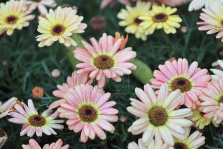 Foto de Hermoso daysies flores, un hermoso daysies flores al aire libre - Imagen libre de derechos