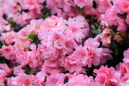 Photo for Nature spring background. floral background lush fresh azalea - Royalty Free Image